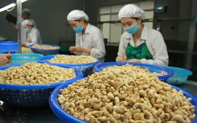 Nghịch lý Việt Nam nhập khẩu hạt điều cao hơn xuất khẩu