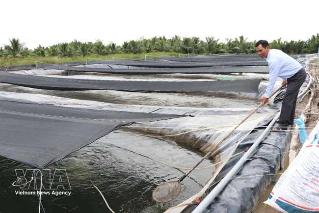 A tilapia fingerling nursery operated by Cuu Long Fisheries JSC in Vinh Kim commune, Vinh Long province. (Photo: VNA)