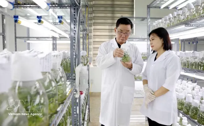 Thai Binh Seed Group JSC is one of Vietnam’s leading crop seed producers, holding rights for 30 varieties and operating three globally certified plants. (Photo: VNA)