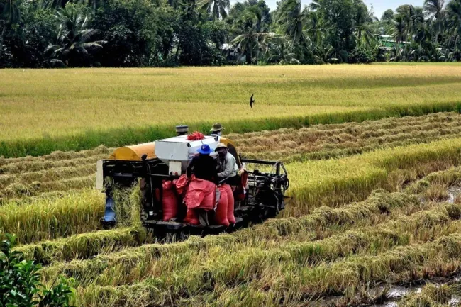 Farmers in Ca Mau apply mechanisation in harvesting the summer-autumn rice crop. (Illustrative photo published by VNA)