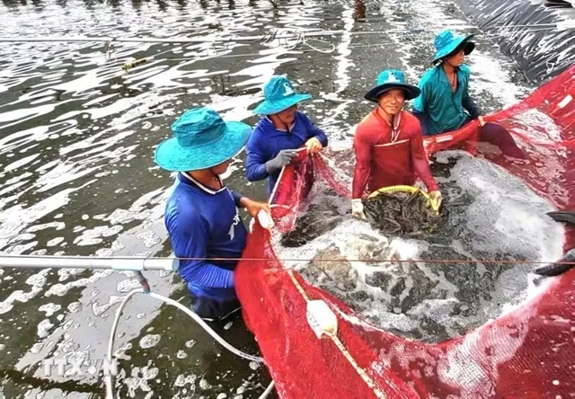 Harvesting shrimp from a high-tech farming system. — VNA/VNS Photo