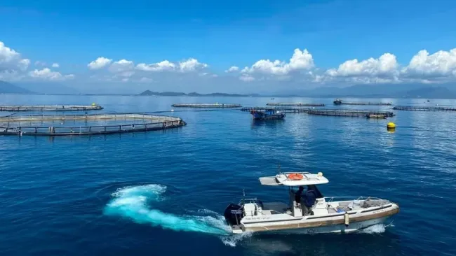 Australis Vietnam Seafood Co., Ltd.'s high-tech deep-water barramundi farming site in Van Phong Bay, Khanh Hoa province. (Photo: nhandan.vn)