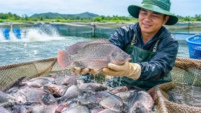 Vietnam's tilapia exports reached 90 million USD in the first eight months of the year, a 43 per cent increase compared to the same period last year. (Photo: VNA)