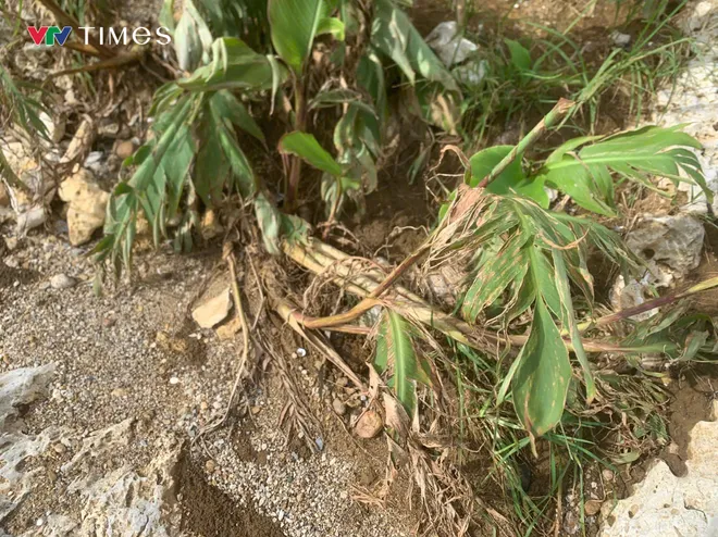 Lai Ch&acirc;u: Kh&oacute; khăn khắc phục hậu quả thi&ecirc;n tai - Ảnh 3.