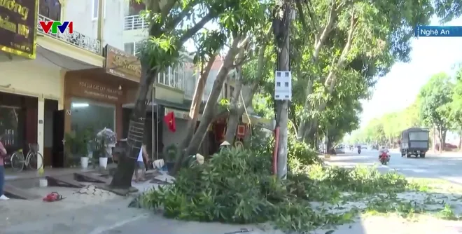 Trồng lại cây xanh sau bão - Ảnh 1.