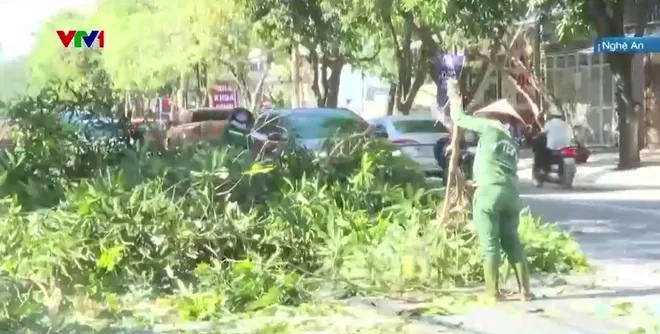 Trồng lại cây xanh sau bão - Ảnh 2.