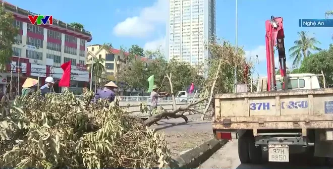 Trồng lại cây xanh sau bão - Ảnh 4.