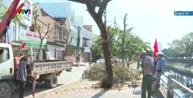 Trồng lại cây xanh sau bão - Ảnh 3.