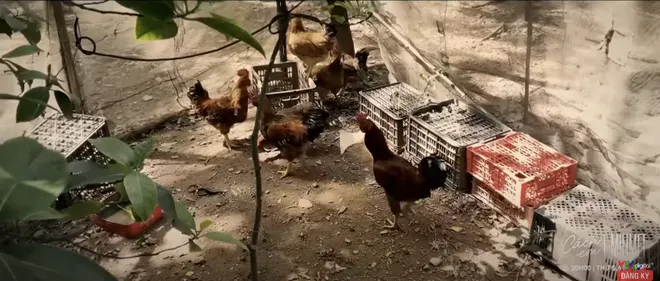 C&aacute;ch em 1 milimet - Tập 7: Chiến đo rủ Bi&ecirc;n xử l&yacute; cả chuồng g&agrave; để lấy l&ocirc;ng mang b&aacute;n  - Ảnh 2.