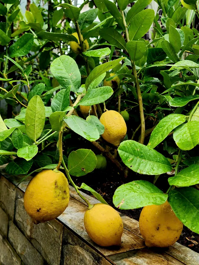 Làm vườn ở phố- Ảnh 9.