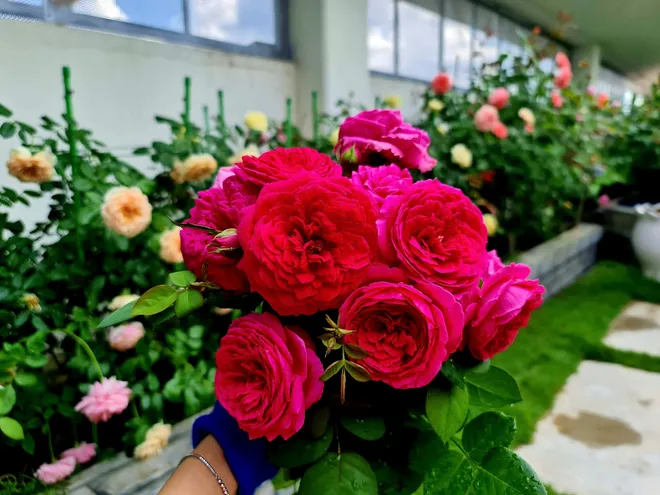 Làm vườn ở phố- Ảnh 5.