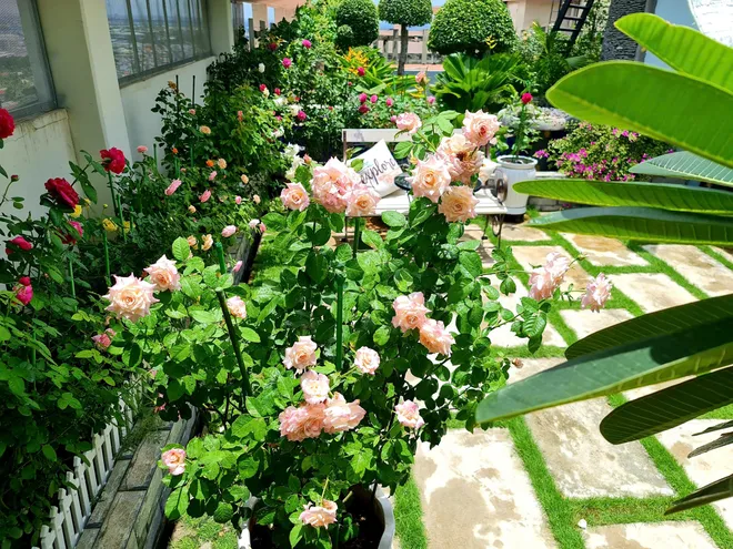Làm vườn ở phố- Ảnh 2.