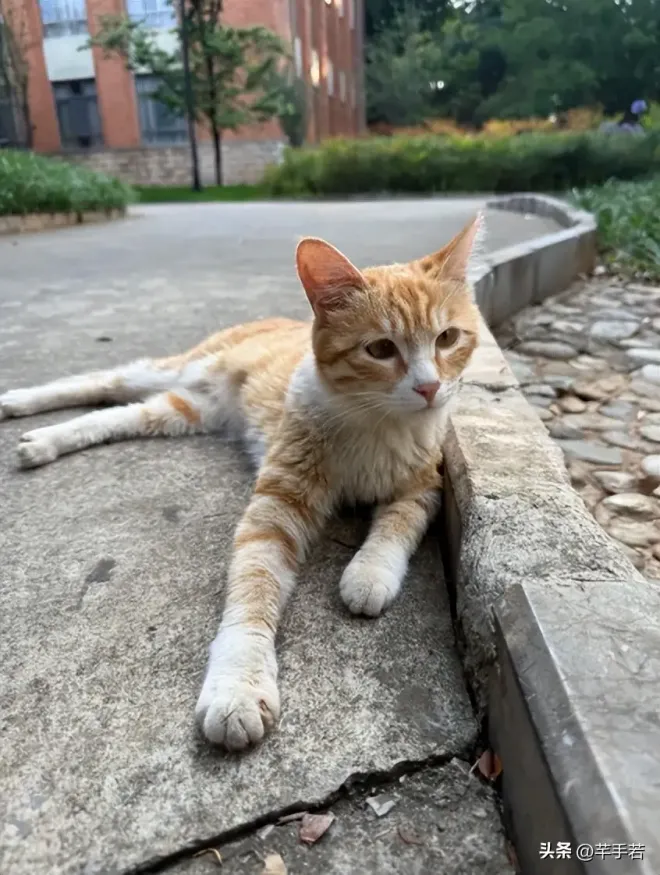 Đoàn phim của Châu Dã gặp sự cố - Ảnh 1.