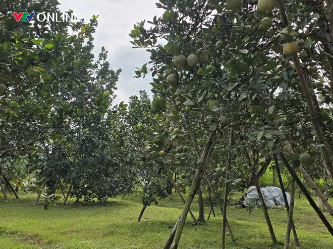 Loại quả đặc sản tiến Vua gây sốt với giá 160.000 đồng/quả - Ảnh 2.