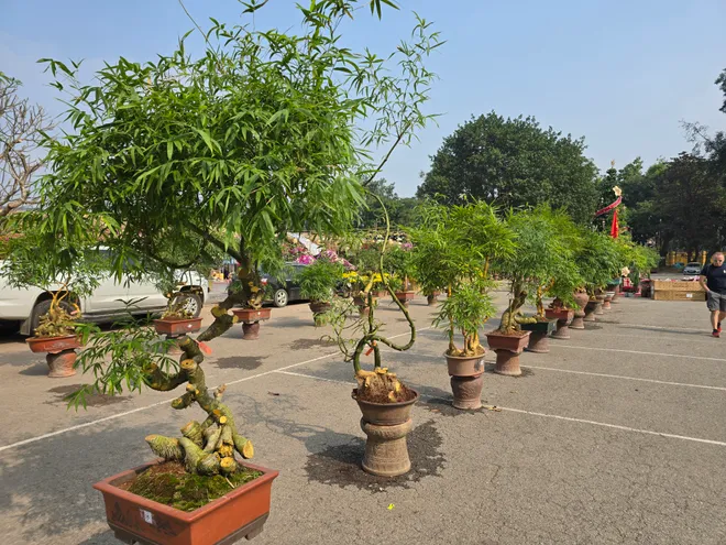 Festival OCOP Việt Nam 2025: Hội tụ tinh hoa, lan tỏa gi&aacute; trị h&agrave;ng Việt- Ảnh 8.