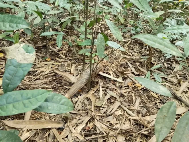 Đồng Nai: Người dân tự giác giao nộp khỉ cộc, tê tê quý hiếm để thả về rừng - Ảnh 3.