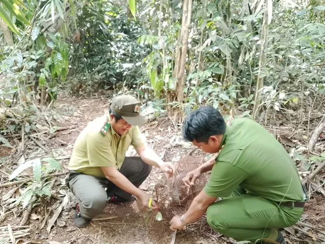 Đồng Nai: Người dân tự giác giao nộp khỉ cộc, tê tê quý hiếm để thả về rừng - Ảnh 2.