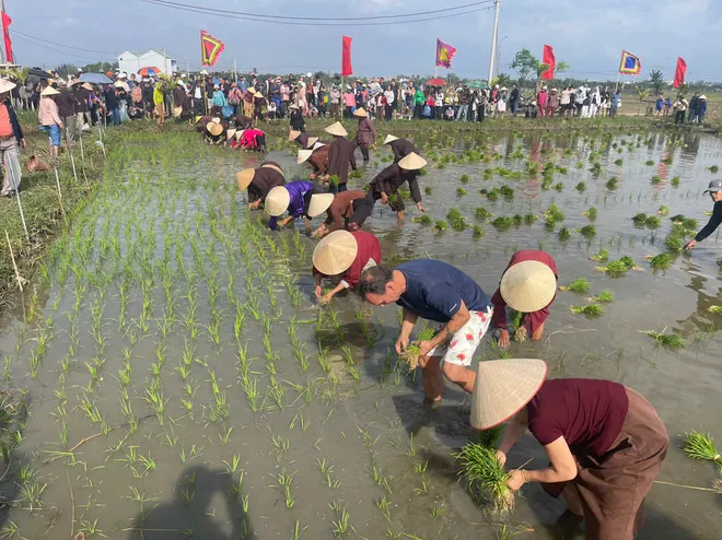 Đ&agrave; Nẵng: Kh&aacute;ch T&acirc;y h&agrave;o hứng cưỡi tr&acirc;u, "lội b&ugrave;n" cấy l&uacute;a tại Lễ hội xuống đồng 2026 - Ảnh 5.