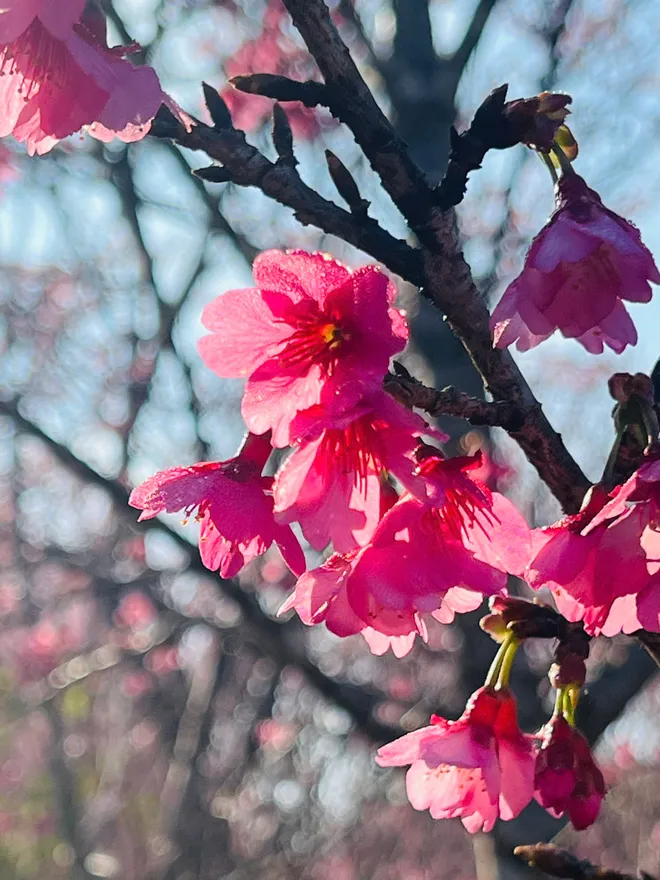 Điện Bi&ecirc;n: Hơn 300.000 gốc anh đ&agrave;o khoe sắc rực rỡ giữa l&ograve;ng hồ P&aacute; Khoang- Ảnh 4.