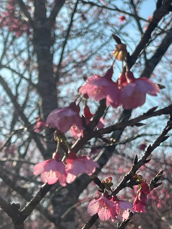 Điện Bi&ecirc;n: Hơn 300.000 gốc anh đ&agrave;o khoe sắc rực rỡ giữa l&ograve;ng hồ P&aacute; Khoang- Ảnh 5.