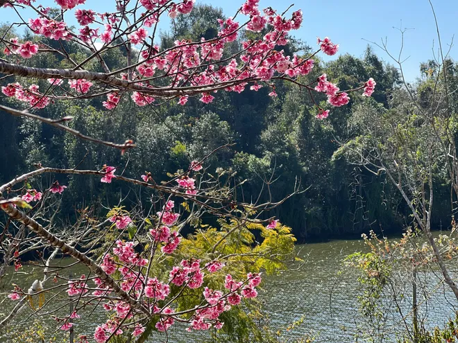 Điện Bi&ecirc;n: Hơn 300.000 gốc anh đ&agrave;o khoe sắc rực rỡ giữa l&ograve;ng hồ P&aacute; Khoang- Ảnh 6.