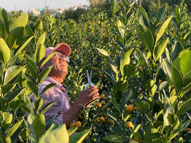 Đà Nẵng: "Thủ phủ" quất cảnh Cẩm Hà chạy đua nước rút đón Tết Bính Ngọ- Ảnh 4. Đà Nẵng: "Thủ phủ" quất cảnh Cẩm Hà chạy đua nước rút đón Tết Bính Ngọ- Ảnh 4.