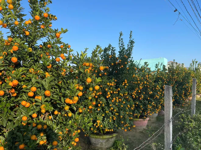 Đà Nẵng: "Thủ phủ" quất cảnh Cẩm Hà chạy đua nước rút đón Tết Bính Ngọ- Ảnh 6. Đà Nẵng: "Thủ phủ" quất cảnh Cẩm Hà chạy đua nước rút đón Tết Bính Ngọ- Ảnh 6.