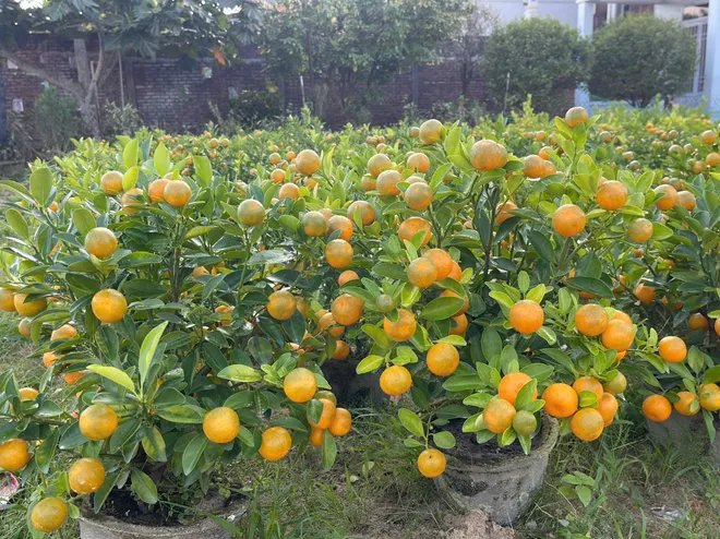 Đà Nẵng: "Thủ phủ" quất cảnh Cẩm Hà chạy đua nước rút đón Tết Bính Ngọ- Ảnh 5. Đà Nẵng: "Thủ phủ" quất cảnh Cẩm Hà chạy đua nước rút đón Tết Bính Ngọ- Ảnh 5.