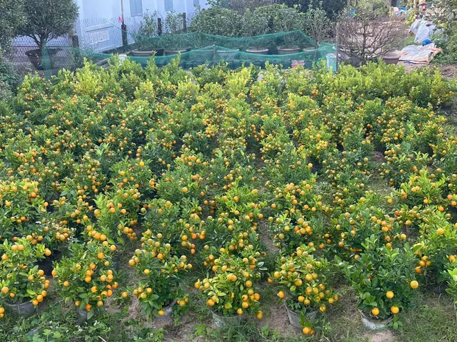 Đà Nẵng: "Thủ phủ" quất cảnh Cẩm Hà chạy đua nước rút đón Tết Bính Ngọ- Ảnh 3. Đà Nẵng: "Thủ phủ" quất cảnh Cẩm Hà chạy đua nước rút đón Tết Bính Ngọ- Ảnh 3.