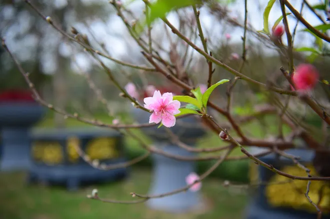 Ngỡ ng&agrave;ng d&agrave;n "l&atilde;o đ&agrave;o" T&acirc;y Bắc xuống phố Thủ đ&ocirc;, gi&aacute; thu&ecirc; h&agrave;ng chục triệu đồng mỗi gốc - Ảnh 9.