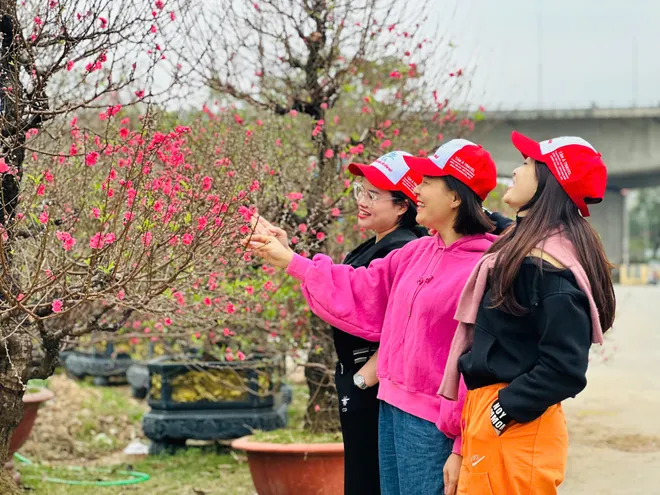 Ngỡ ng&agrave;ng d&agrave;n "l&atilde;o đ&agrave;o" T&acirc;y Bắc xuống phố Thủ đ&ocirc;, gi&aacute; thu&ecirc; h&agrave;ng chục triệu đồng mỗi gốc - Ảnh 6.