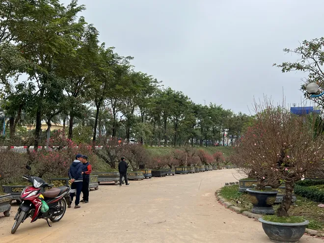 Ngỡ ng&agrave;ng d&agrave;n "l&atilde;o đ&agrave;o" T&acirc;y Bắc xuống phố Thủ đ&ocirc;, gi&aacute; thu&ecirc; h&agrave;ng chục triệu đồng mỗi gốc - Ảnh 11.