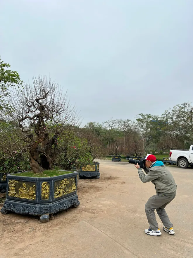 Ngỡ ng&agrave;ng d&agrave;n "l&atilde;o đ&agrave;o" T&acirc;y Bắc xuống phố Thủ đ&ocirc;, gi&aacute; thu&ecirc; h&agrave;ng chục triệu đồng mỗi gốc - Ảnh 7.