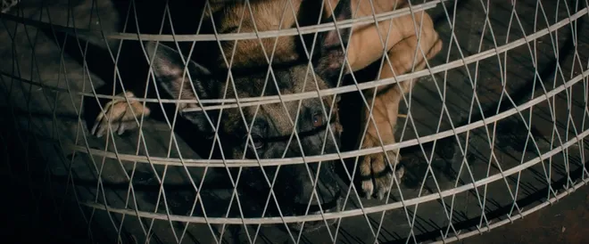 Đồng hồ đếm ngược - Tập 1: Th&agrave;nh "ngẫn" cứu ch&oacute; Coddy từ l&ograve; mổ, vận may bắt đầu đến- Ảnh 4.