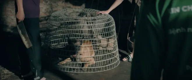 Đồng hồ đếm ngược - Tập 1: Th&agrave;nh "ngẫn" cứu ch&oacute; Coddy từ l&ograve; mổ, vận may bắt đầu đến- Ảnh 2.