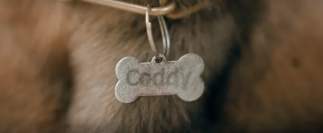 Đồng hồ đếm ngược - Tập 1: Th&agrave;nh "ngẫn" cứu ch&oacute; Coddy từ l&ograve; mổ, vận may bắt đầu đến- Ảnh 5.