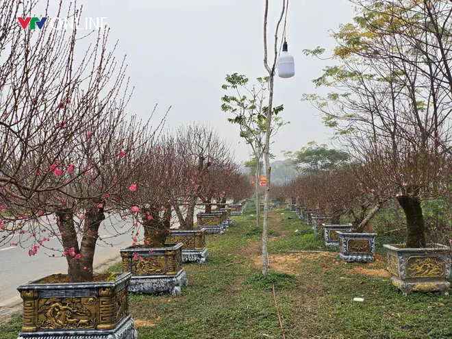 Ph&uacute; Thọ: L&agrave;ng đ&agrave;o Nh&agrave; N&iacute;t tất bật trước thềm Tết Nguy&ecirc;n đ&aacute;n - Ảnh 3.