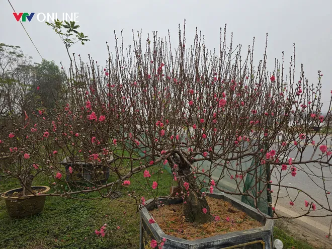 Ph&uacute; Thọ: L&agrave;ng đ&agrave;o Nh&agrave; N&iacute;t tất bật trước thềm Tết Nguy&ecirc;n đ&aacute;n - Ảnh 2.