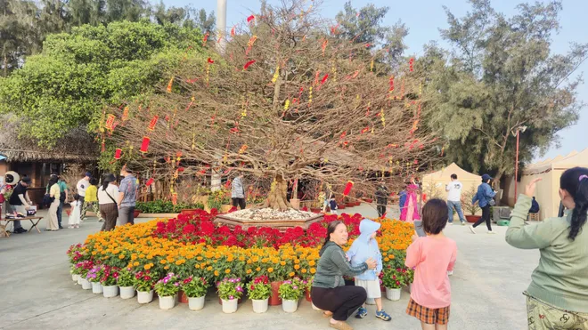 C&acirc;y mai 150 tuổi h&uacute;t kh&aacute;ch check in tại TP Hồ Ch&iacute; Minh - Ảnh 2.