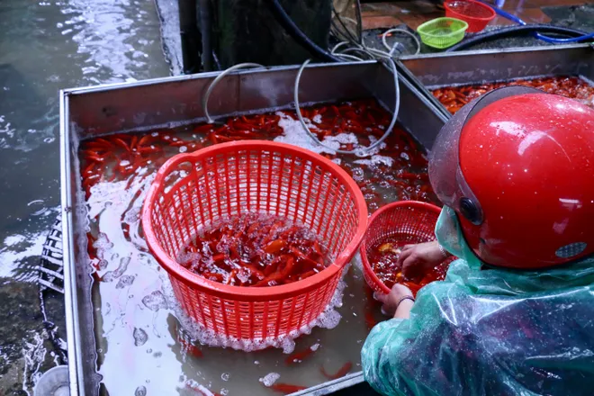 Gi&aacute; c&aacute; ch&eacute;p giảm, tiểu thương đội mưa tất bật s&aacute;t ng&agrave;y &ocirc;ng C&ocirc;ng &ocirc;ng T&aacute;o - Ảnh 12.