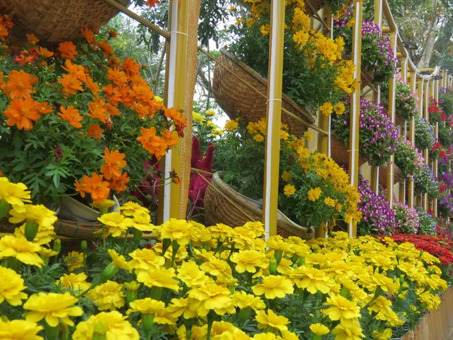 Đường hoa Tuy H&ograve;a Xu&acirc;n B&iacute;nh Ngọ 2026: Điểm nhấn văn h&oacute;a &ndash; du lịch ph&iacute;a Đ&ocirc;ng Đắk Lắk- Ảnh 3.