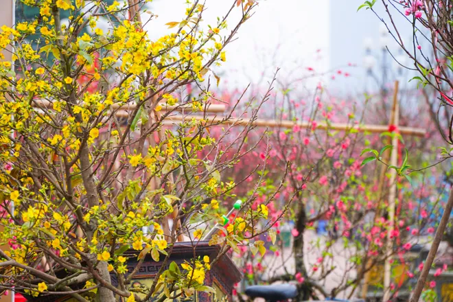 Phố phường Thủ đ&ocirc; ngập tr&agrave;n sắc xu&acirc;n  - Ảnh 35.