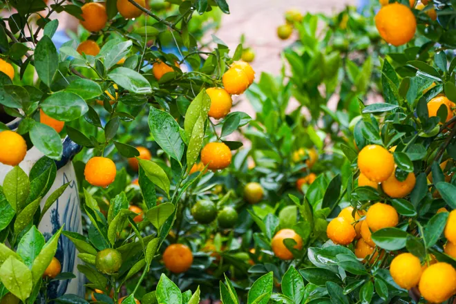 Phố phường Thủ đ&ocirc; ngập tr&agrave;n sắc xu&acirc;n  - Ảnh 36.