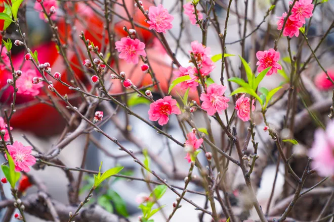 Phố phường Thủ đ&ocirc; ngập tr&agrave;n sắc xu&acirc;n  - Ảnh 37.