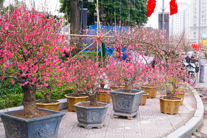 Phố phường Thủ đ&ocirc; ngập tr&agrave;n sắc xu&acirc;n  - Ảnh 34.