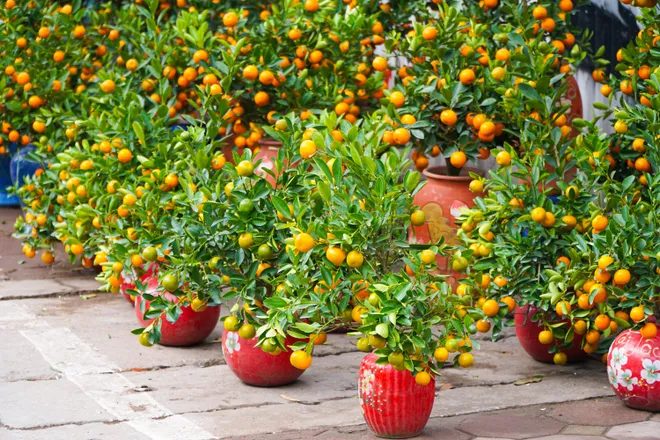 Phố phường Thủ đ&ocirc; ngập tr&agrave;n sắc xu&acirc;n  - Ảnh 11.