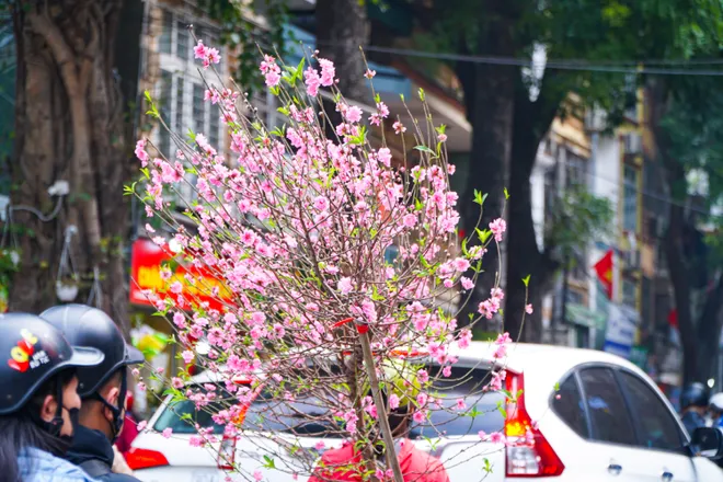 Phố phường Thủ đ&ocirc; ngập tr&agrave;n sắc xu&acirc;n  - Ảnh 28.