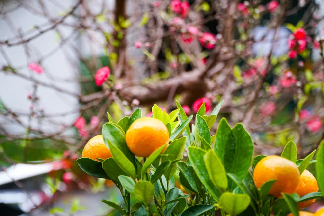 Phố phường Thủ đ&ocirc; ngập tr&agrave;n sắc xu&acirc;n  - Ảnh 12.