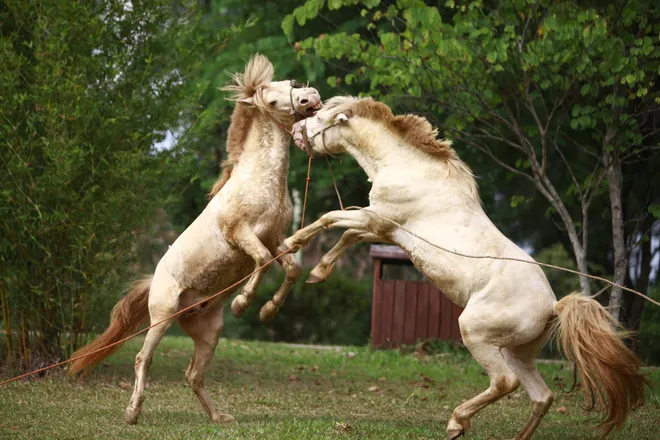 Ngắm "vũ điệu" dũng m&atilde;nh của ngựa bạch xứ Lạng giữa l&ograve;ng Thủ đ&ocirc; - Ảnh 3.