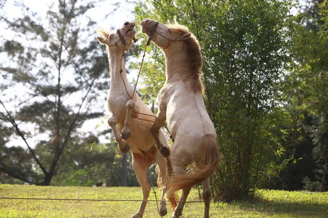 Ngắm "vũ điệu" dũng m&atilde;nh của ngựa bạch xứ Lạng giữa l&ograve;ng Thủ đ&ocirc; - Ảnh 4.